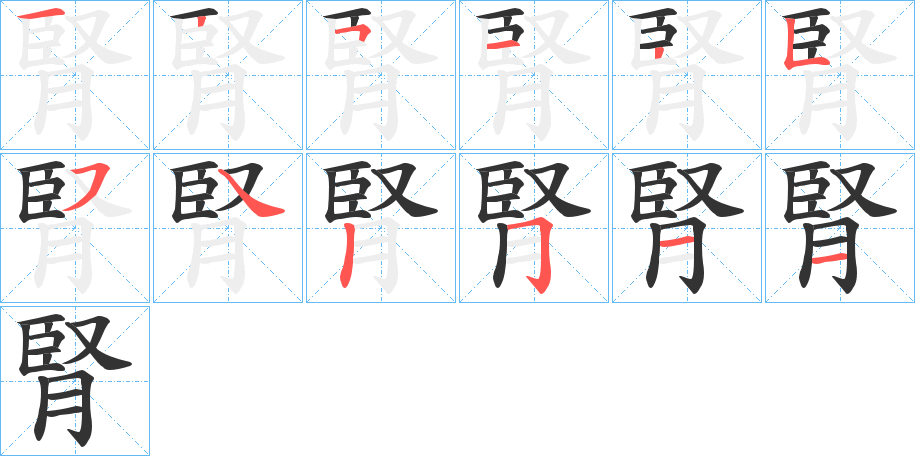 腎字筆畫(huà)寫(xiě)法